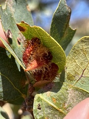 Andricus crystallinus