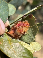 Andricus crystallinus