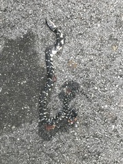 Lampropeltis getula