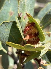 Andricus crystallinus