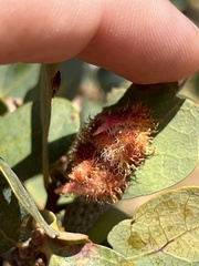 Andricus crystallinus