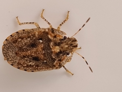 Cephaloplatus