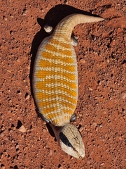 Tiliqua multifasciata