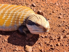 Tiliqua multifasciata