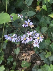 Symphyotrichum shortii