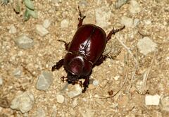 Phyllognathus excavatus