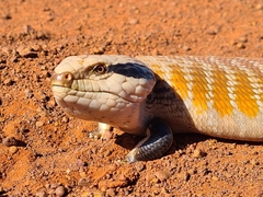 Tiliqua multifasciata