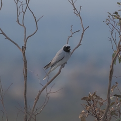 Coracina novaehollandiae