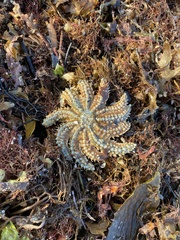 Coscinasterias muricata