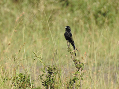 Euplectes albonotatus