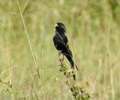 Euplectes albonotatus