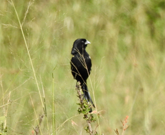Euplectes albonotatus