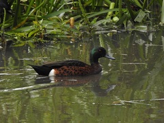 Anas castanea