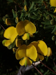 Gompholobium virgatum