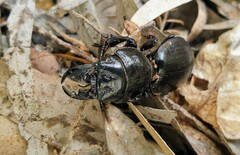 Scaraphites hirtipes