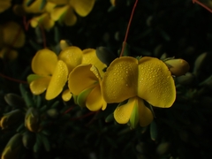 Gompholobium virgatum