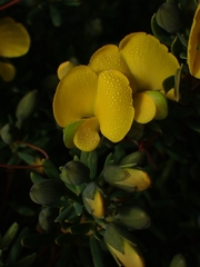 Gompholobium virgatum