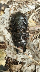 Scaraphites hirtipes