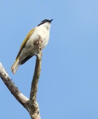 Melithreptus albogularis