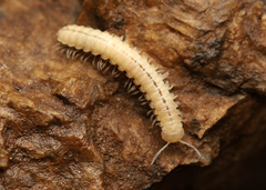 Stenodesmus