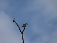 Melithreptus albogularis