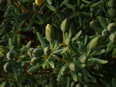 Gompholobium virgatum