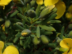 Gompholobium virgatum