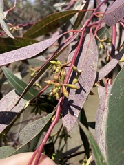 Eucalyptus saligna