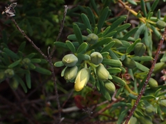 Gompholobium virgatum