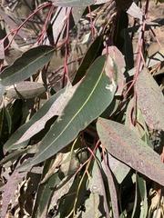 Eucalyptus saligna