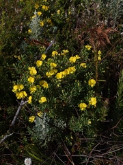 Gompholobium virgatum