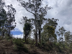 Eucalyptus saligna