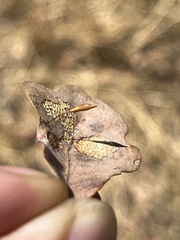 Andricus pedicellatus