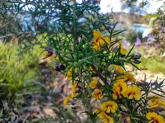 Dillwynia sieberi