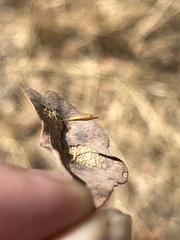 Andricus pedicellatus