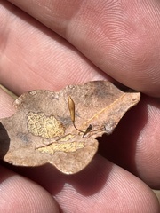 Andricus pedicellatus