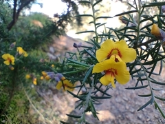 Dillwynia sieberi