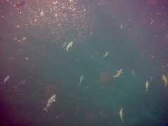 Caesio caerulaurea