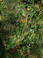 Ranunculus