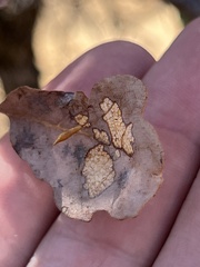 Andricus pedicellatus