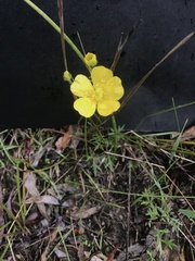 Ranunculus robertsonii
