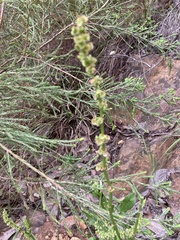 Rumex cordatus