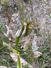 Pterostylis recurva