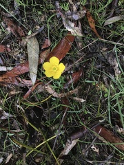 Ranunculus robertsonii