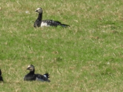 Branta leucopsis