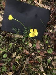 Ranunculus robertsonii