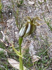Pterostylis recurva