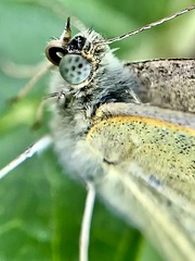 Pieris rapae
