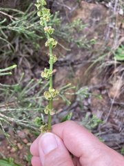 Rumex cordatus