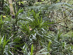 Freycinetia demissa
